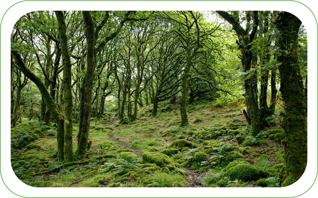 A forest with many trees and green grass